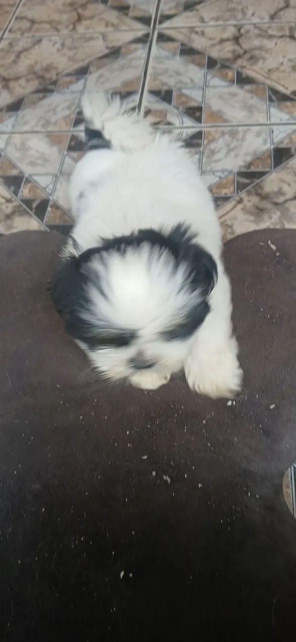 Cachorro - Foto 5