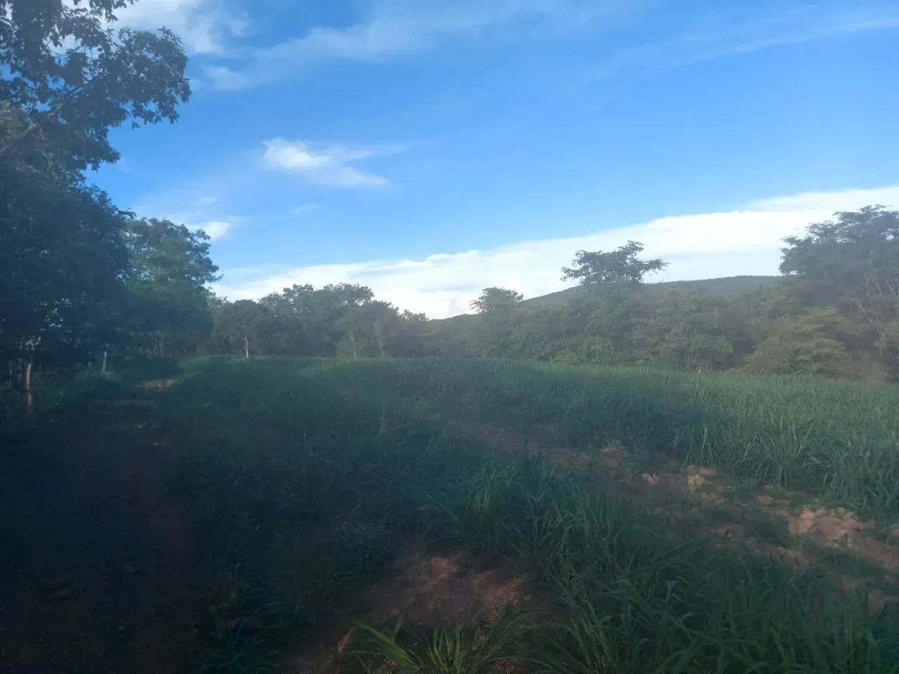 Vendo fazenda com 173 hectares na região de BONFINOPOLIS  próximo a Unai MG
