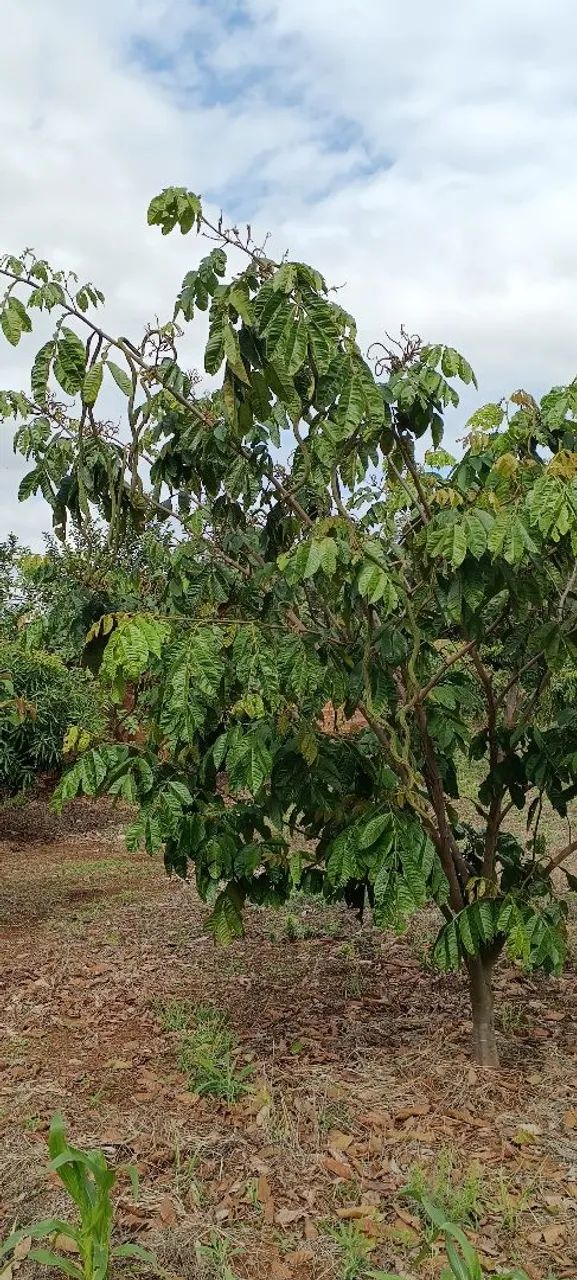 Chácara a Venda em Jataizinho  - Foto 4
