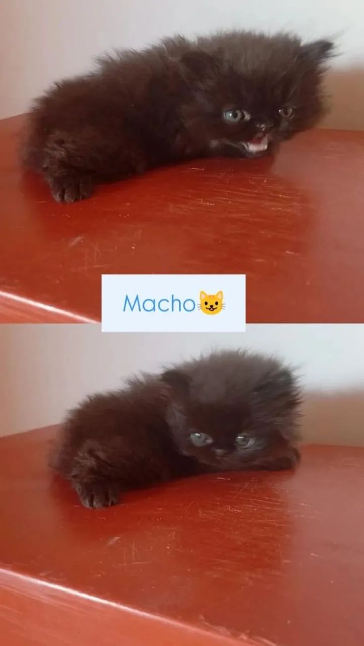 Gato  - Foto 2