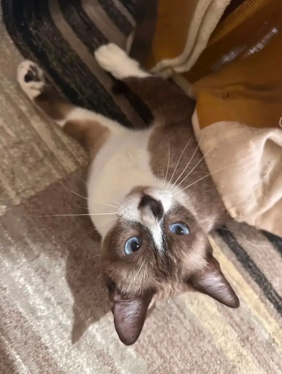 Gata para Adoção  - Foto 5