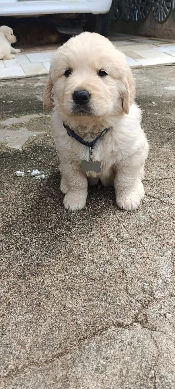 Vende-se Golden Retriever 