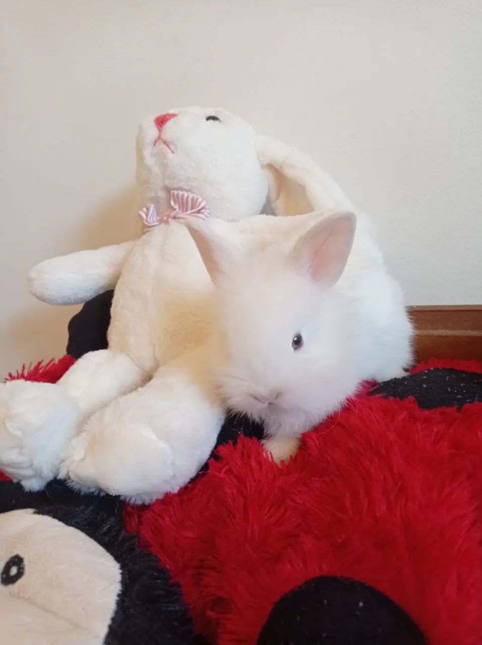 Coelhos Mini lion  - Foto 3