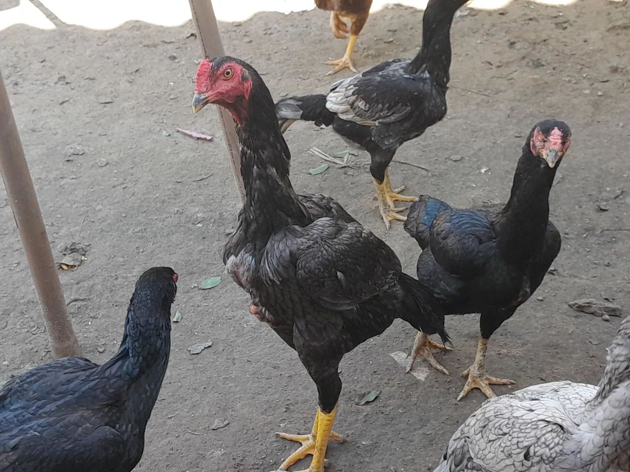 Frango puva - Foto 2
