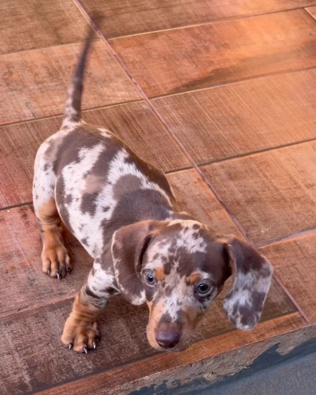 salsicha mofado dachshund - Foto 2