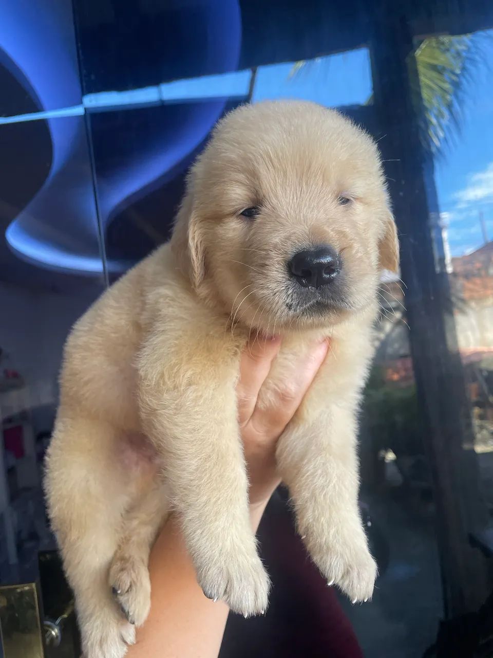 Cachorro  - Foto 4