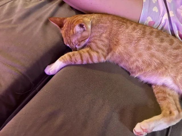 Gato  - Foto 2