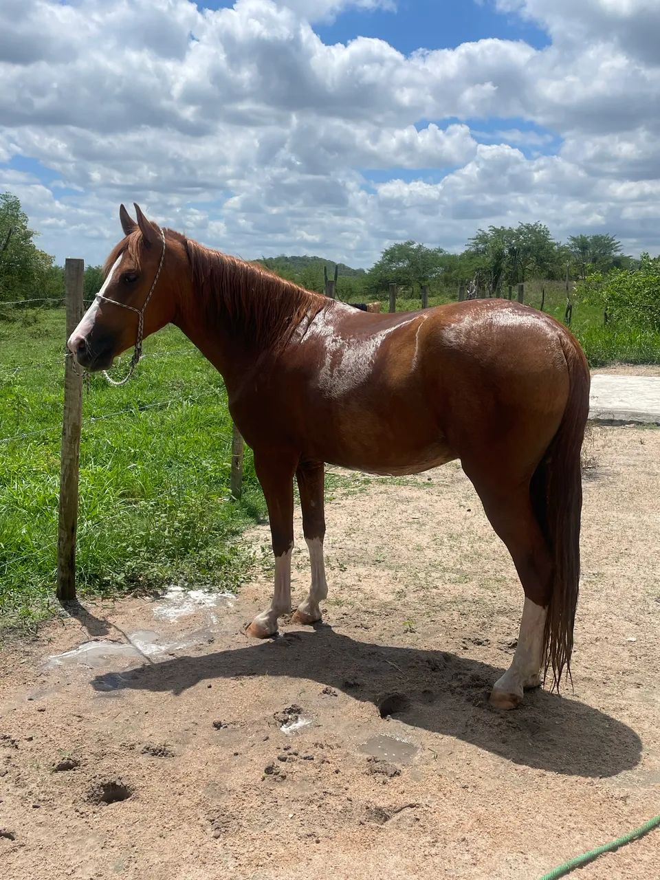 Cavalo Mangalarga Marchador - Foto 2