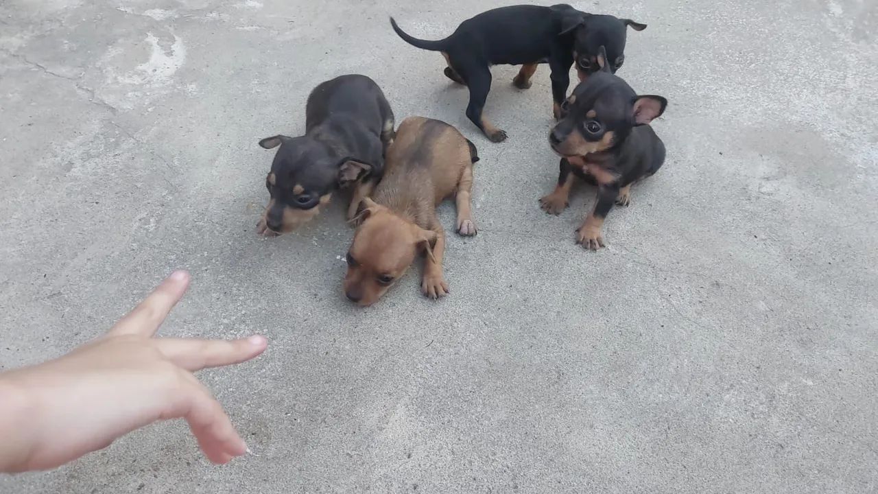 Cachorro pinscher 1 - Foto 5