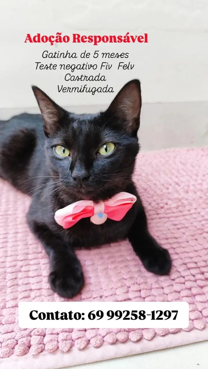 Gatinha para adoção 
