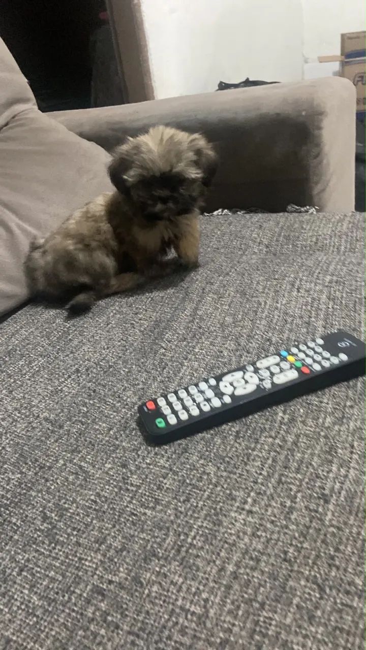 Vendo lhasa Apso macho  - Foto 4