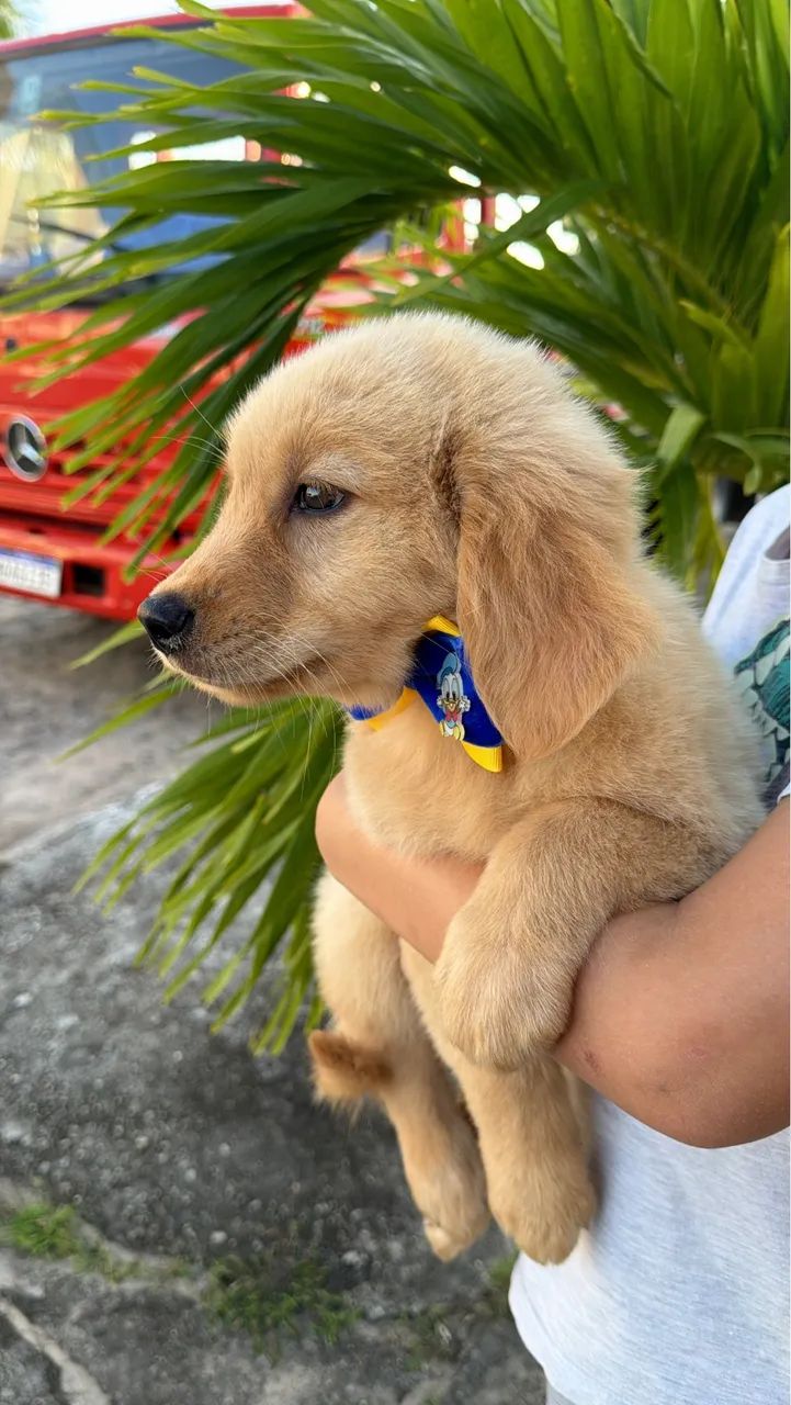 Golden retriever  - Foto 3