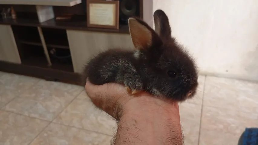 Filhotes de Coelho da Raça Mini Lion - Foto 5