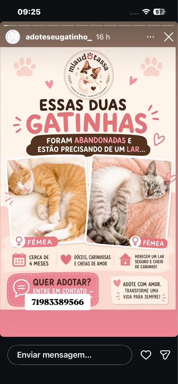 Gatinhas adoção 