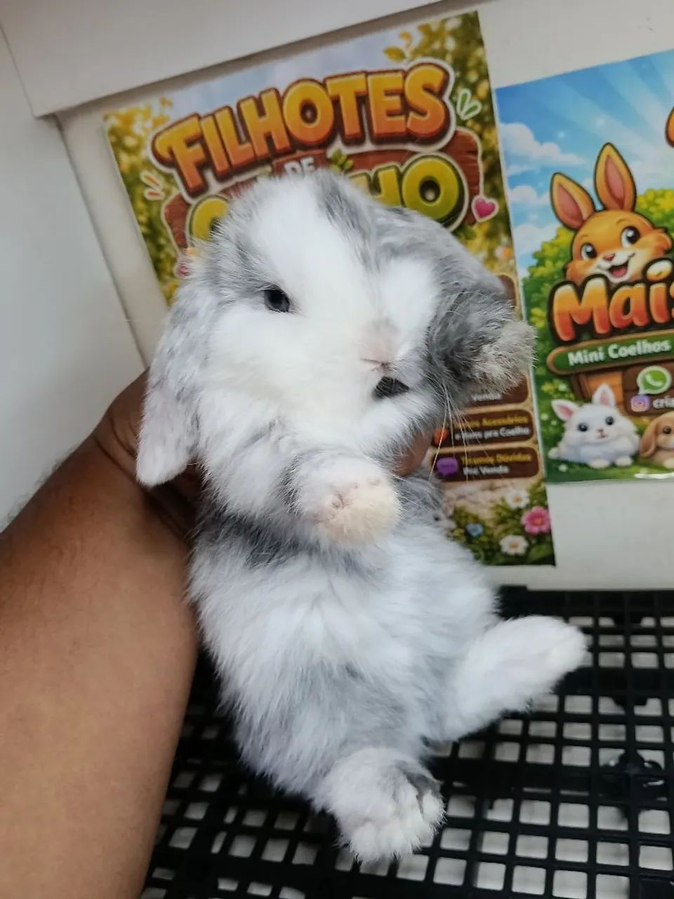 Mini Coelho Variadas Raças e Valores  - Foto 5