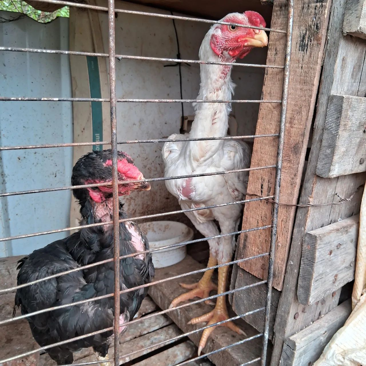 Frango Índio bico curto 