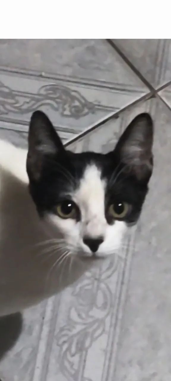 Adoção gatinha 