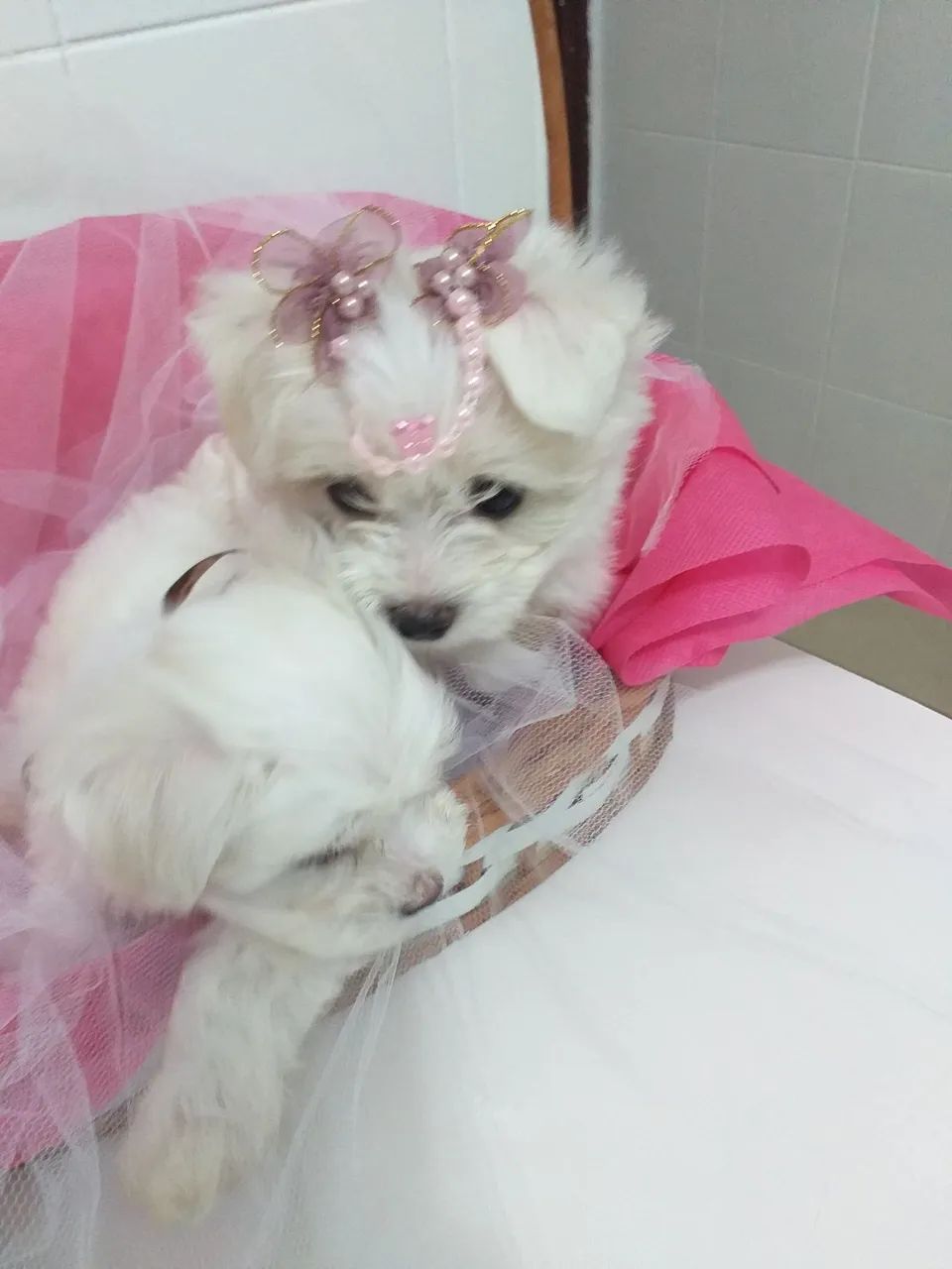 Maltês com pedigree  - Foto 3