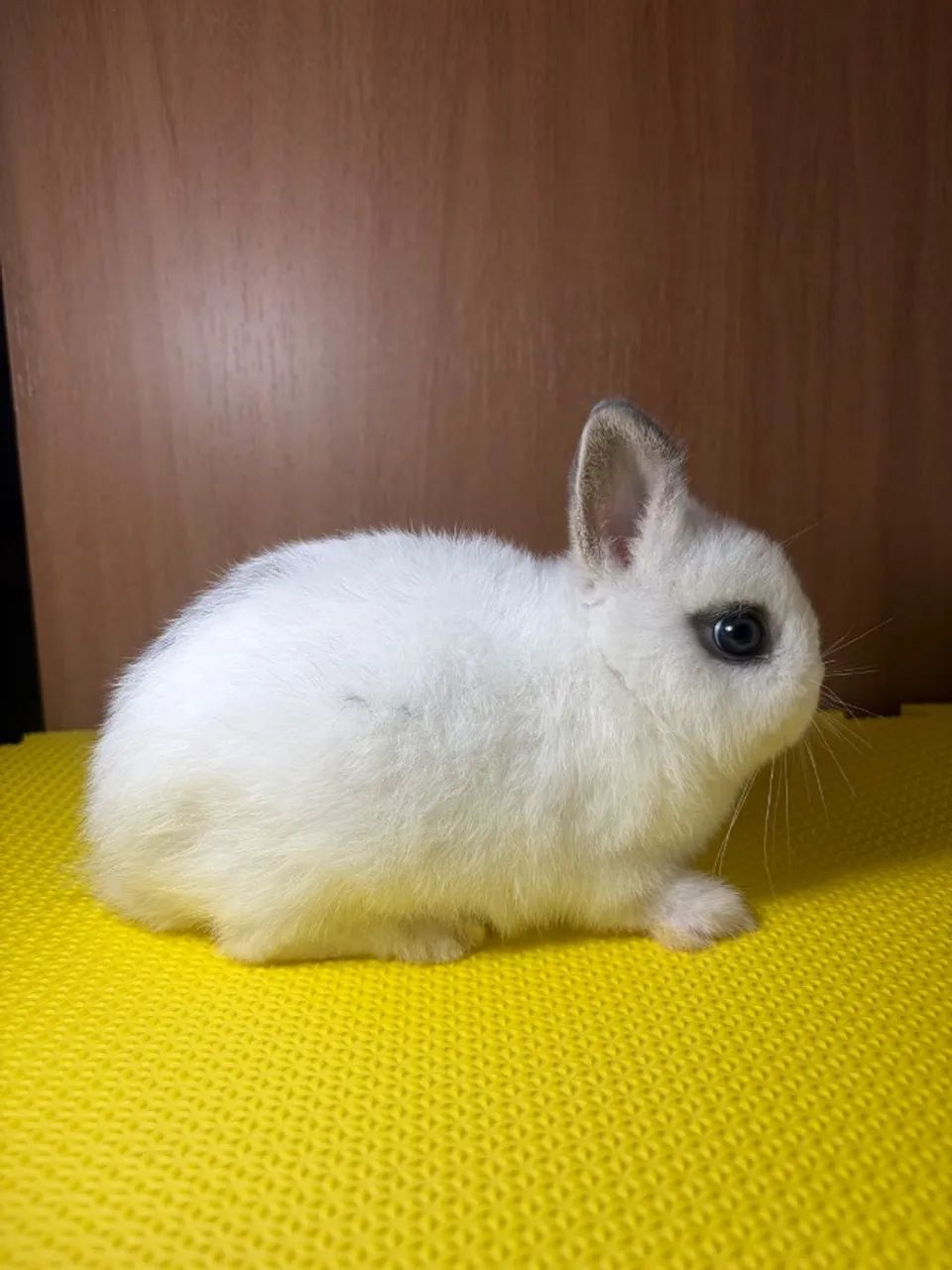 Coelho Netherland Dwarf 