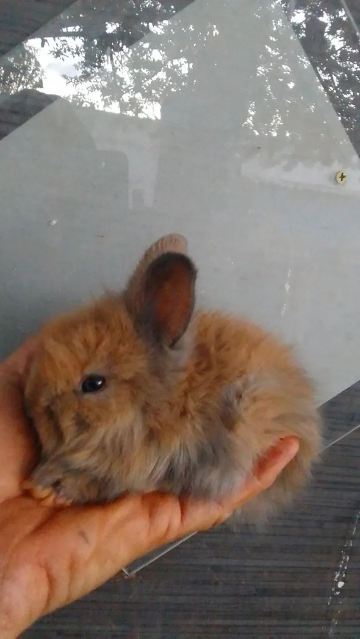 Coelhos  - Foto 2