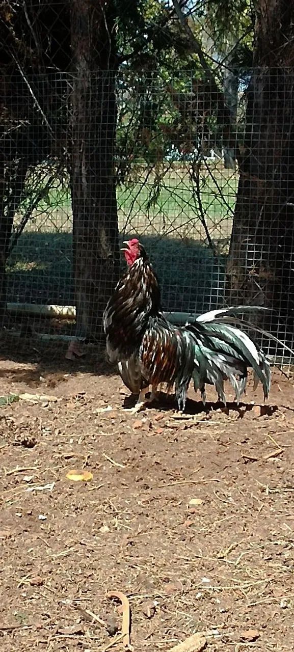 Galo sumatra Blue e black - Foto 4