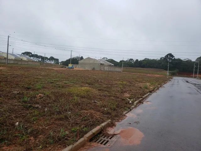 Foto - Fazenda Rio Grande - Eucaliptos
