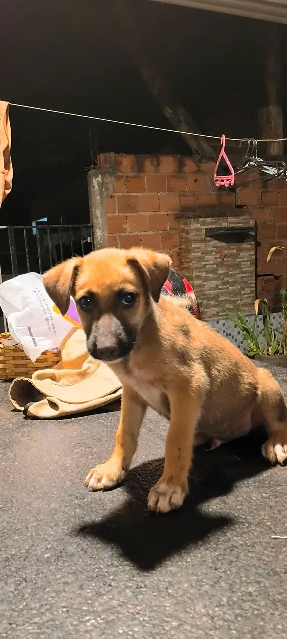 Estou doando esses cachorrinhos - Foto 2
