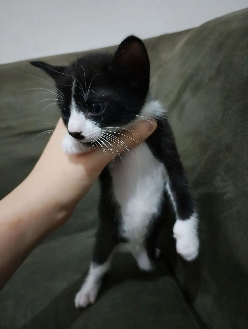 *DOA-SE 5 GATINHOS COM 32 DIAS NO SÃO JORGE * - Foto 5