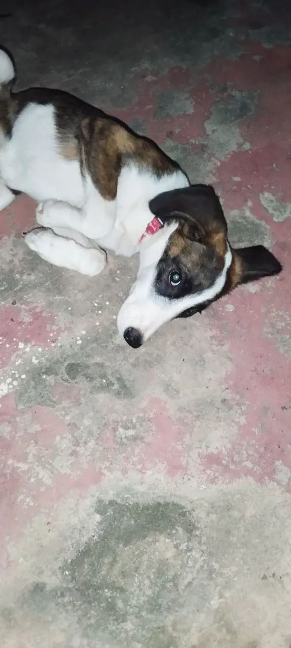 Doando cachorra de 6 meses  - Foto 2