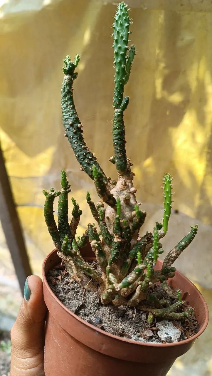 Plantas