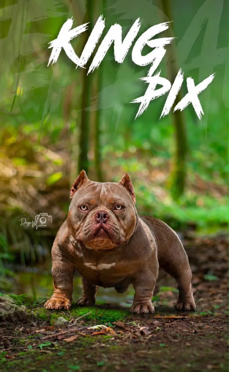 American bully padreador 
