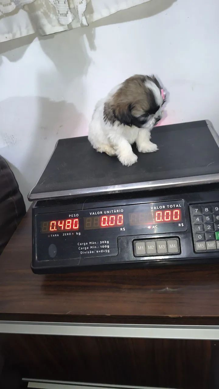 VD filhotes fêmeas de Shi Tzu mini e pequenas  - Foto 5