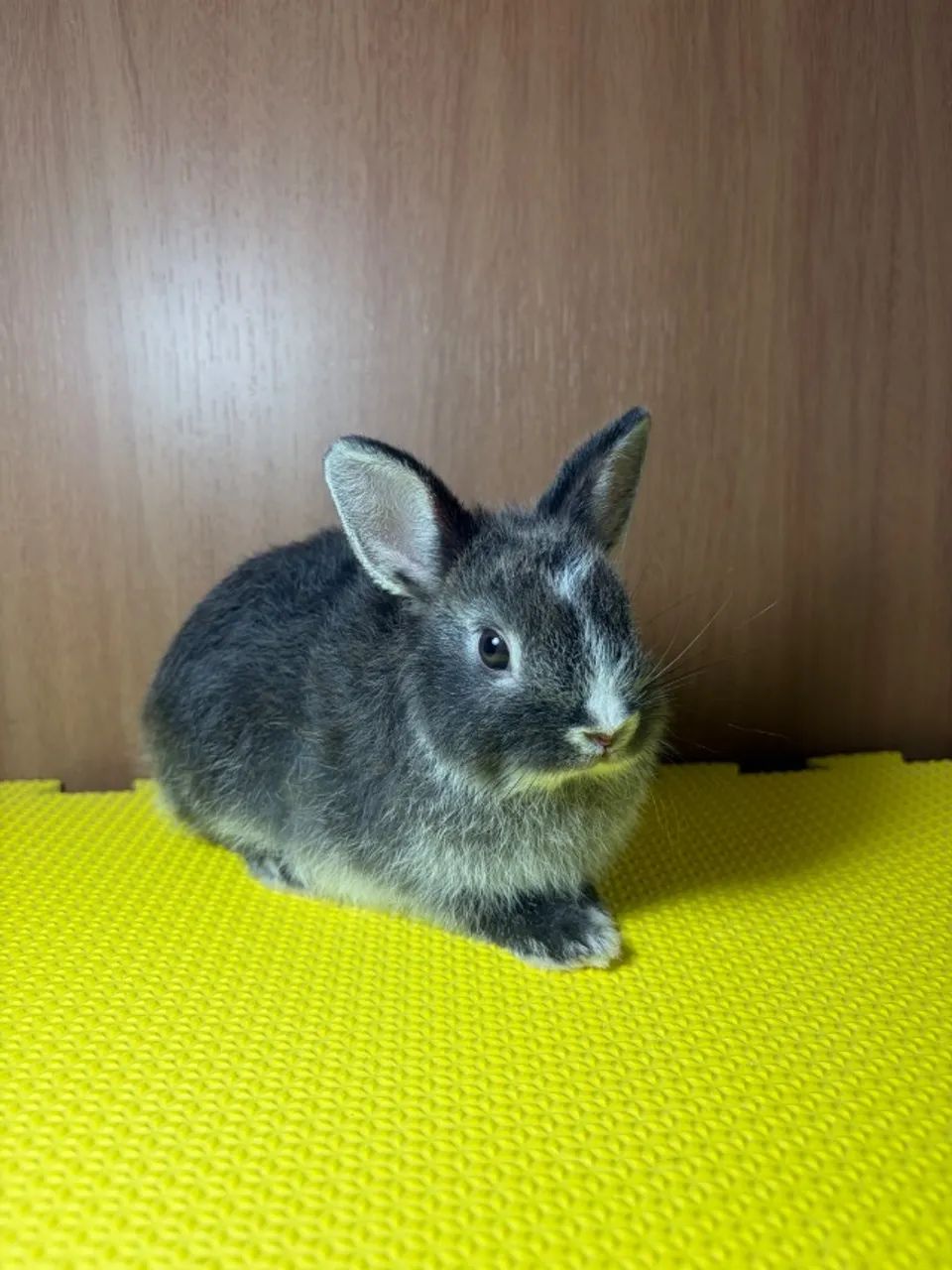 Coelho Netherland Dwarf  - Foto 2