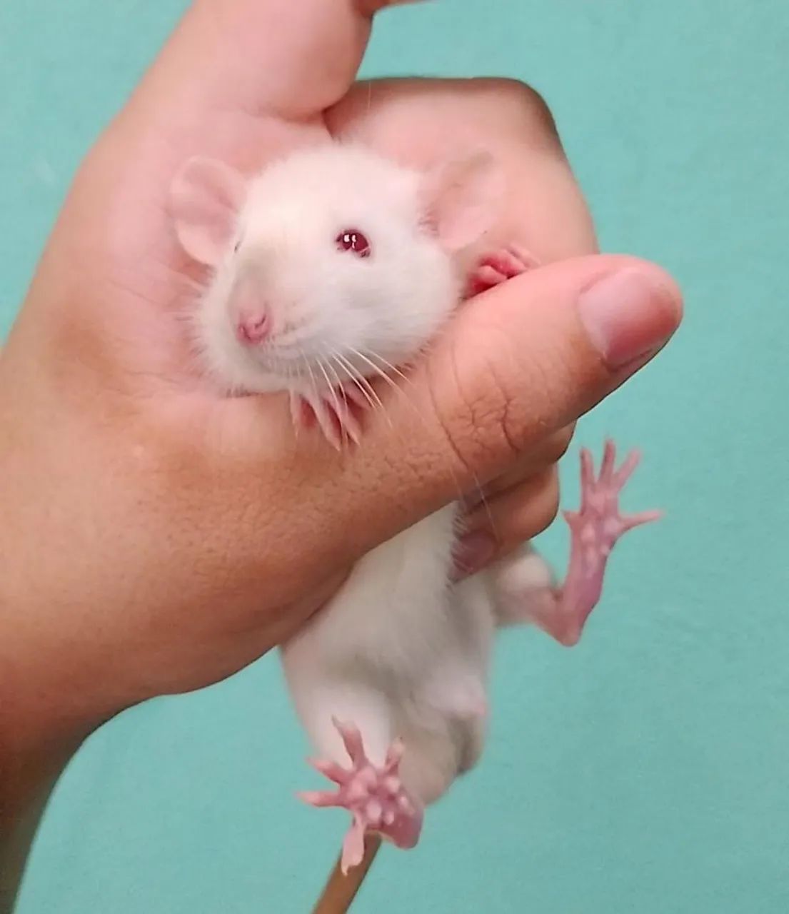 Vende-se dupla de filhotes machos de rato twister padrão Diferenciado