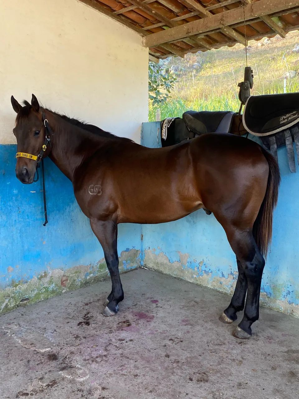 Vendo Cavalo QM