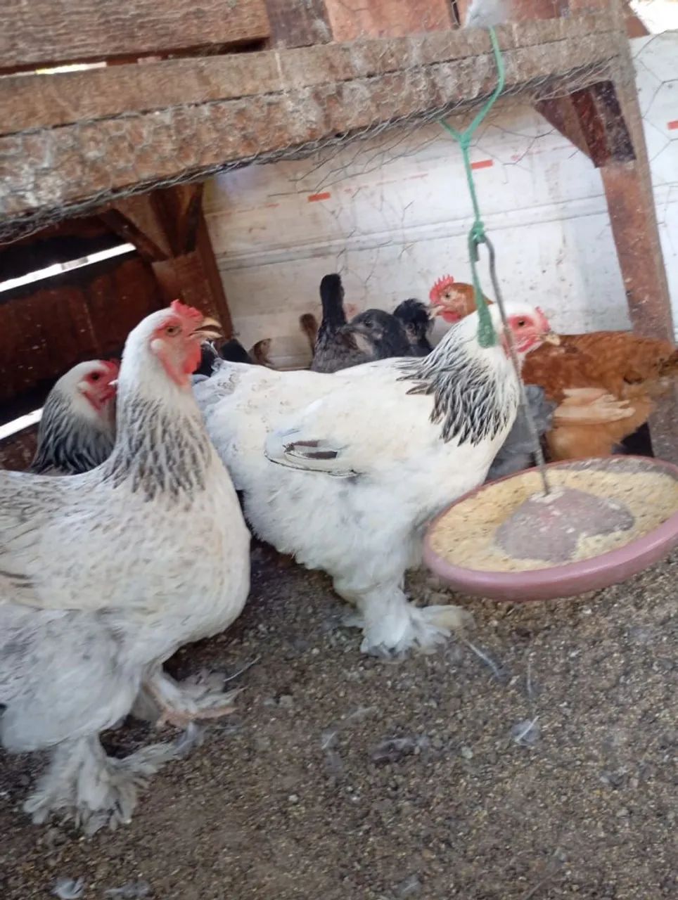 Brahma disponível  - Foto 5