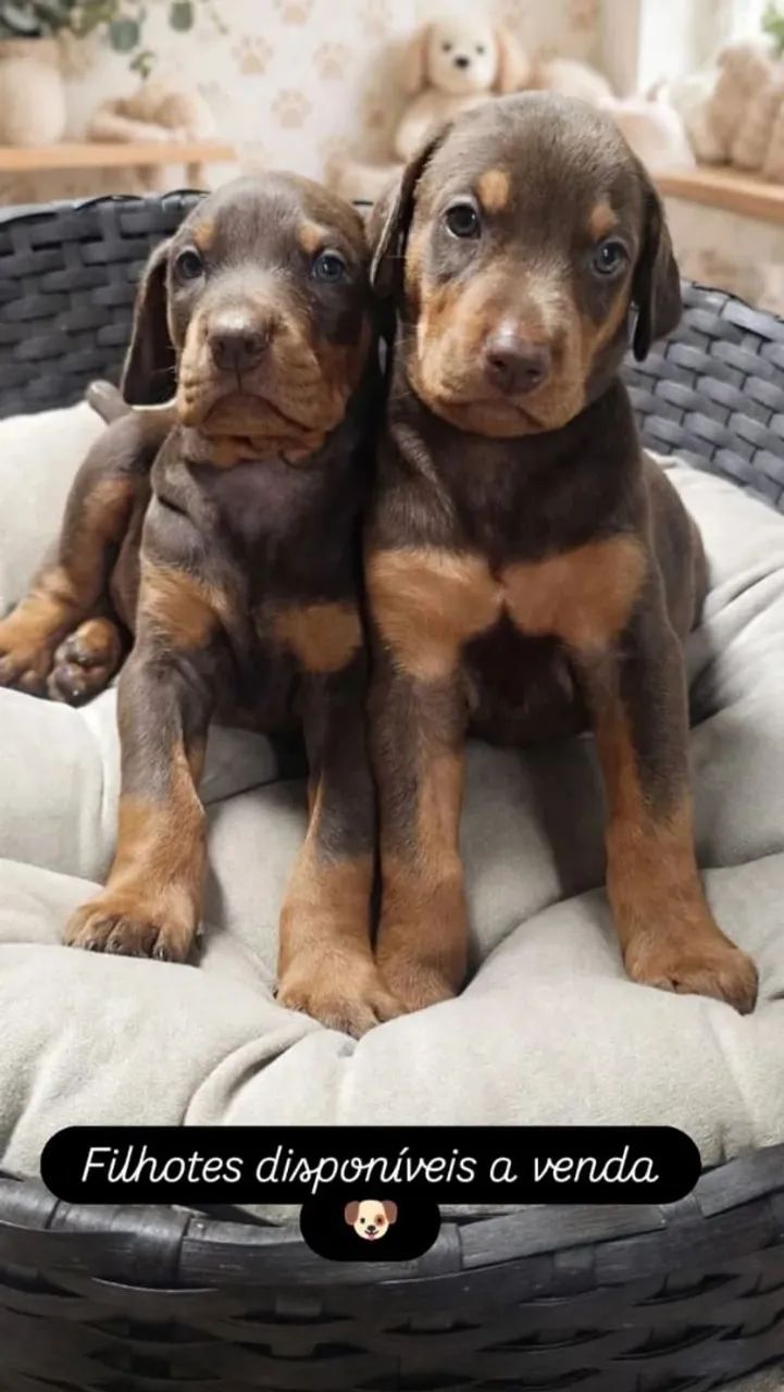 Doberman - Foto 3