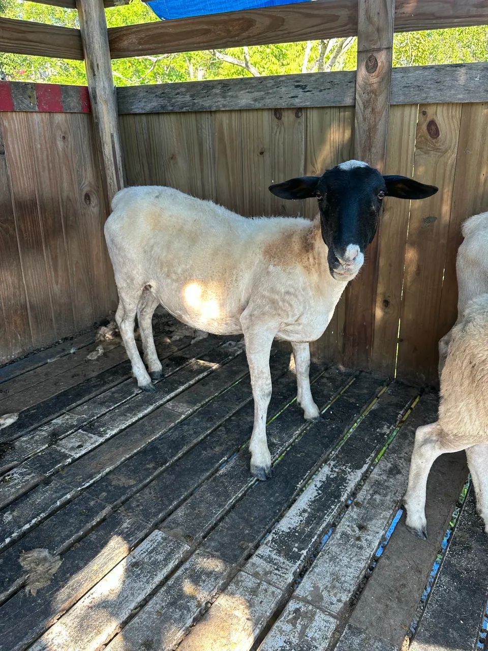 Vendo Troco  - Foto 2