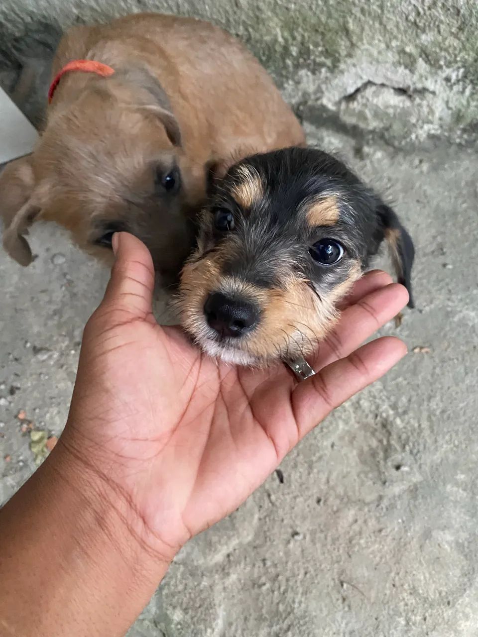 ADOÇÃO RESPONSÁVEL - Foto 2