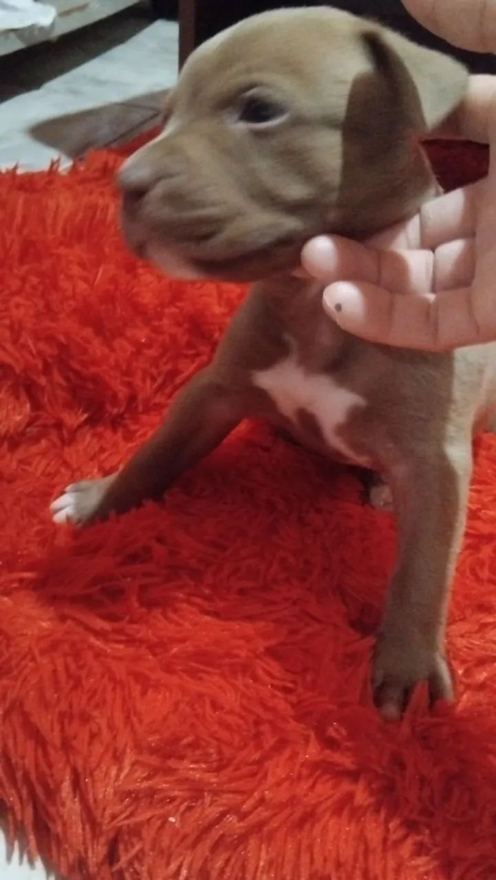 Pit bull 