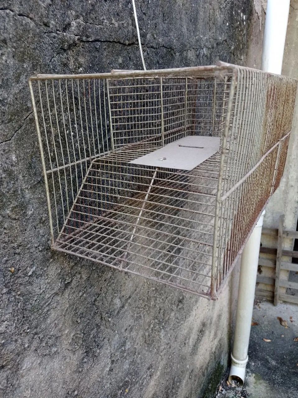 Gaiola de pegar ratos 