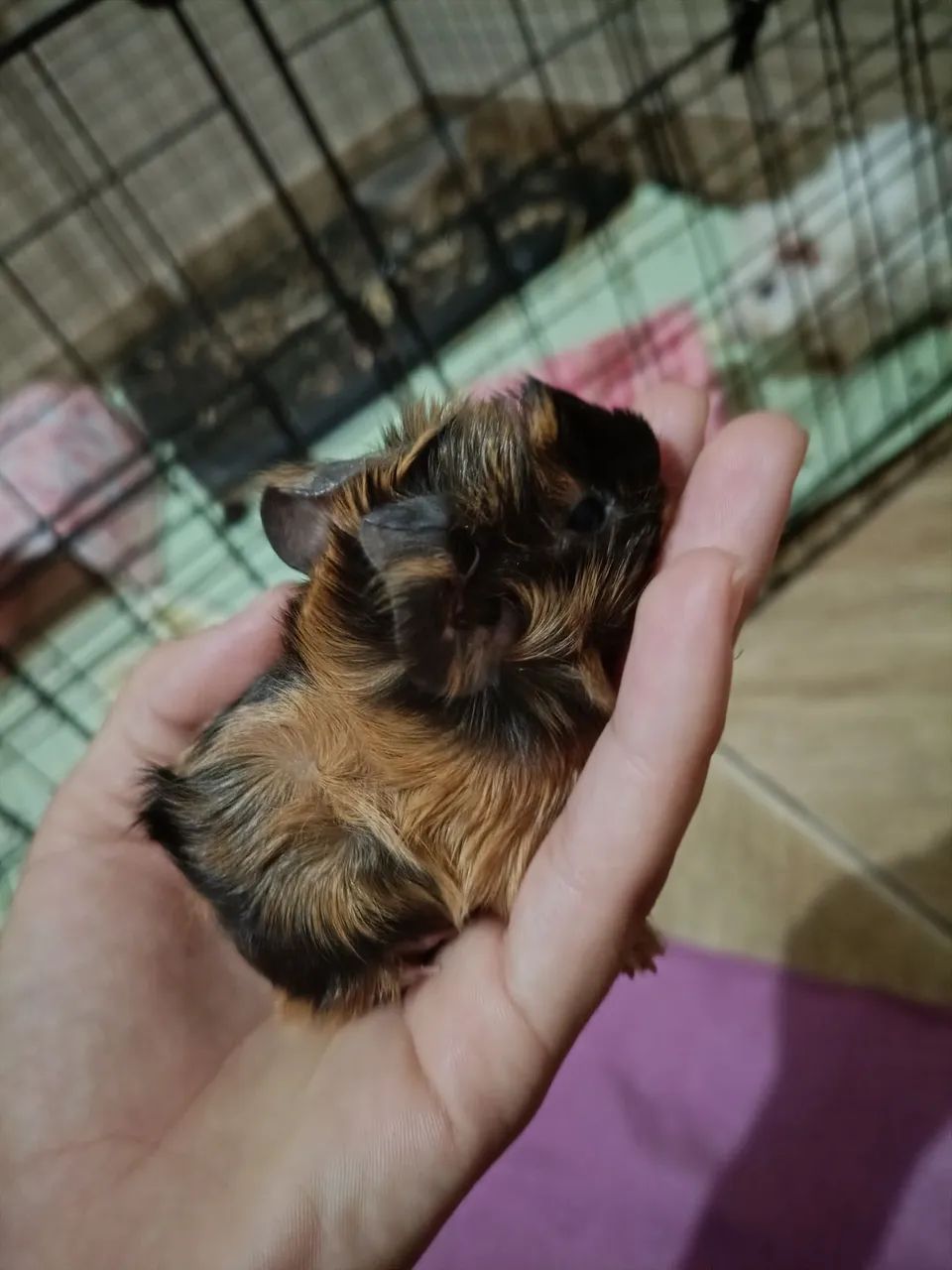 Porquinho da índia filhote - Foto 3