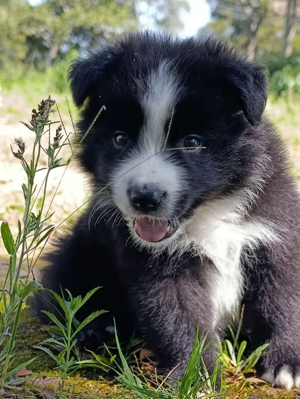 Border Collie  - Foto 3