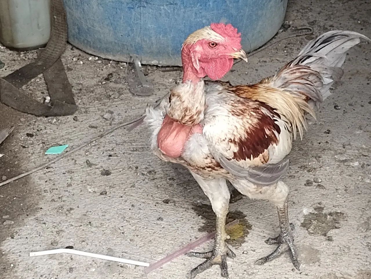 Frango e patos