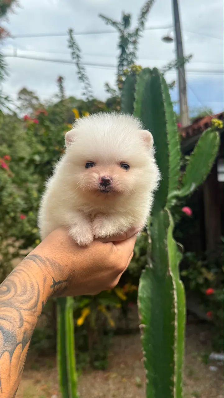 SPITZ ALEMÃO MACHINHO  - Foto 2