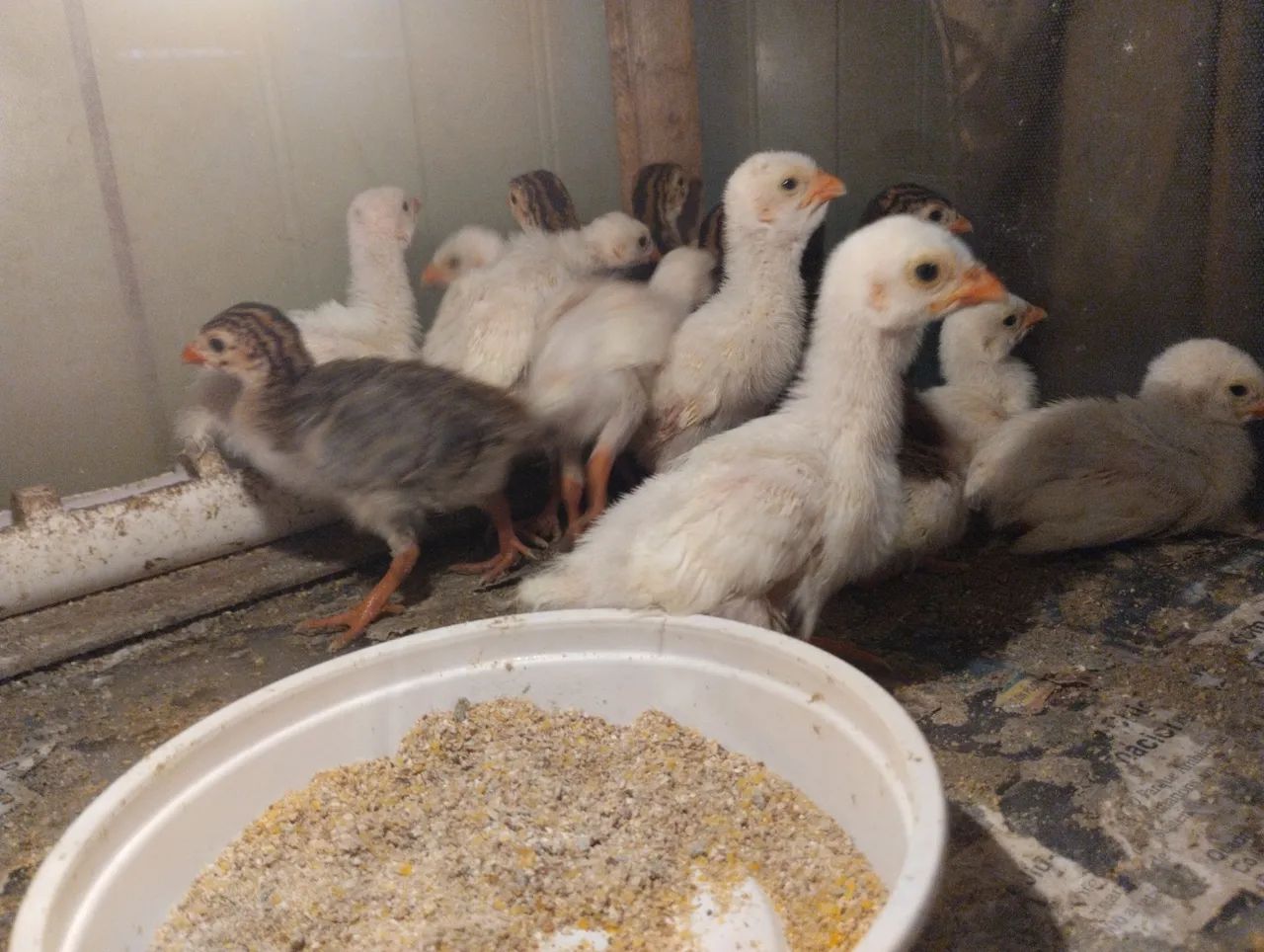 Filhotinhos de capote 