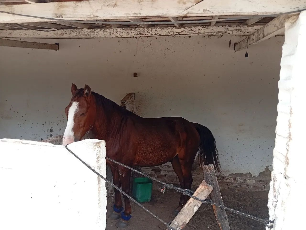Cavalo de esquerda para vender dócil - Foto 2