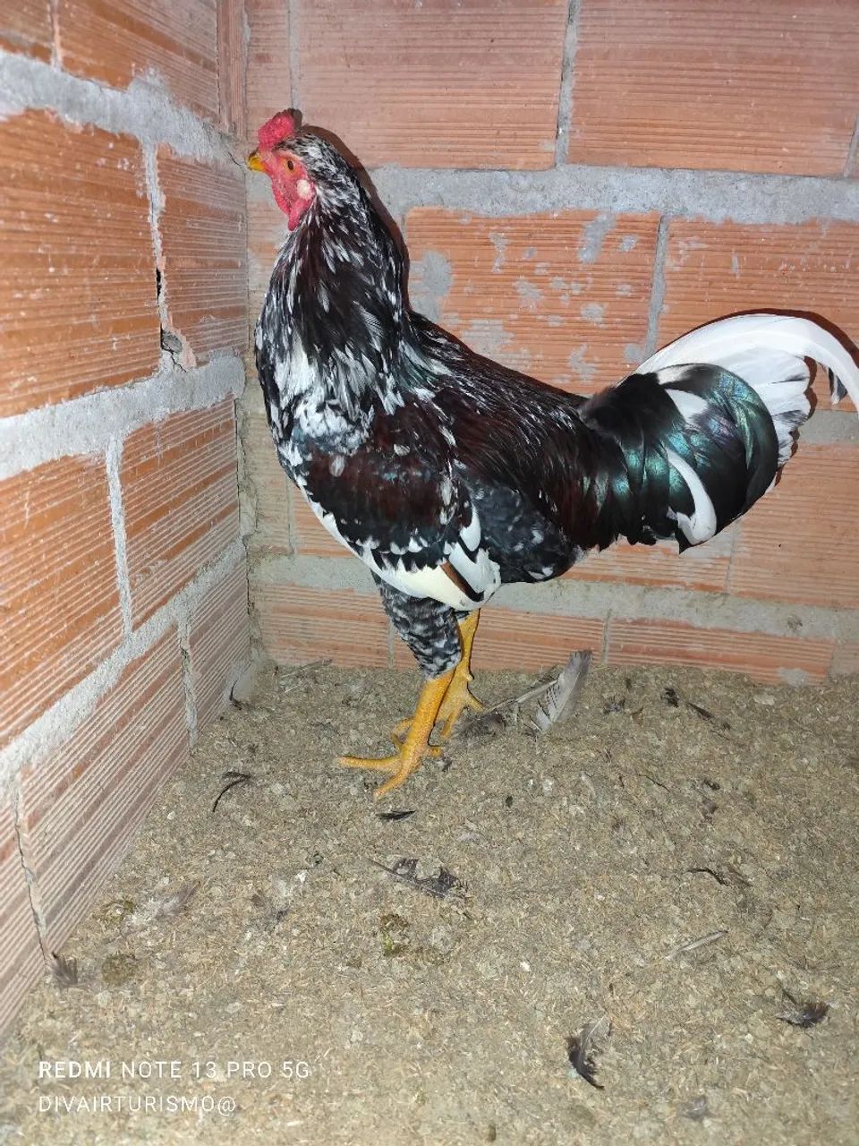 Kfrango - Foto 3
