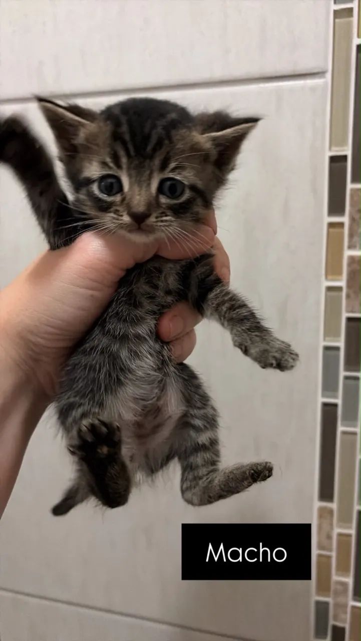 Gatinhos para doação - GRÁTIS!! - Foto 5