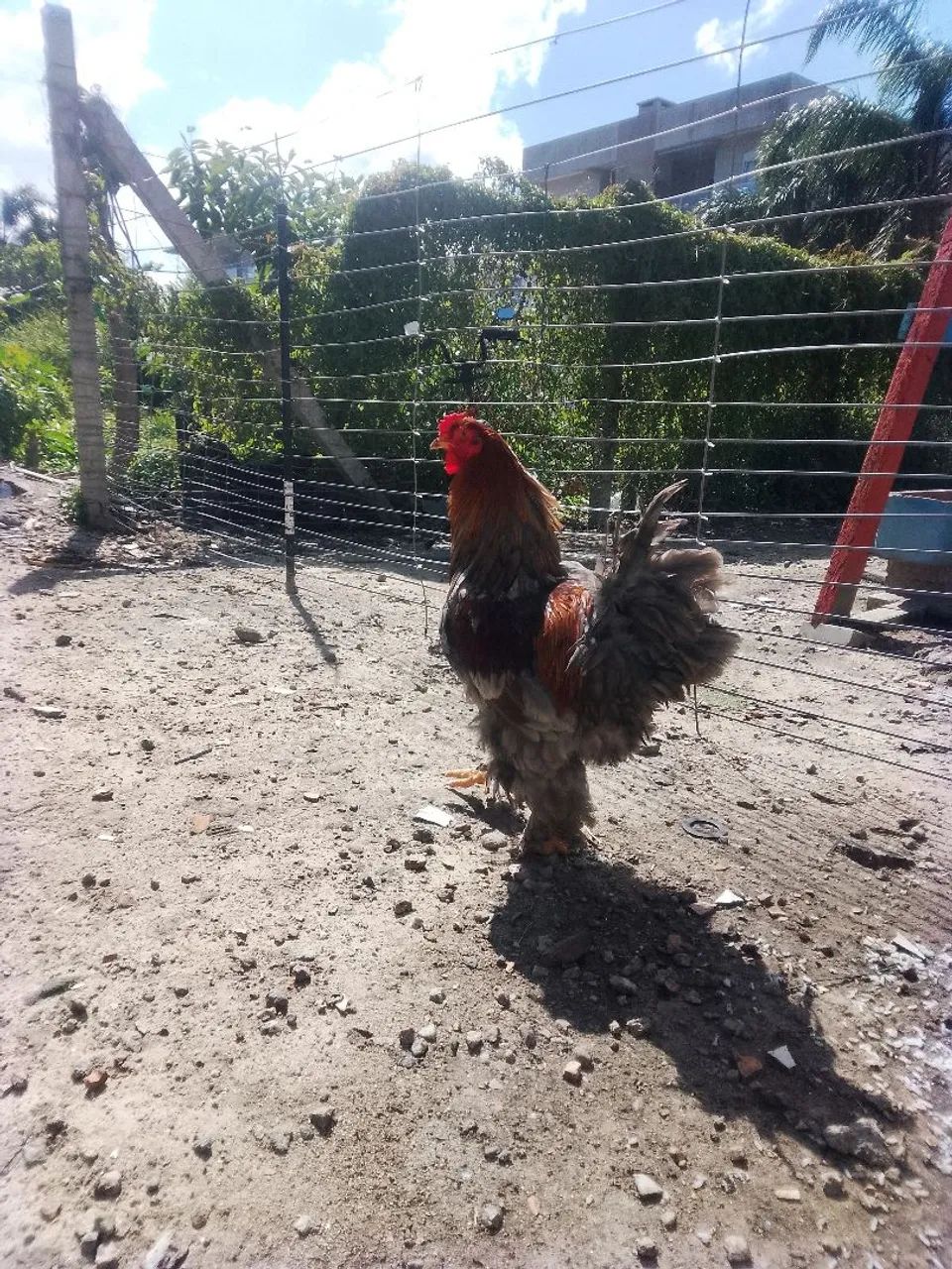 Galo  - Foto 4
